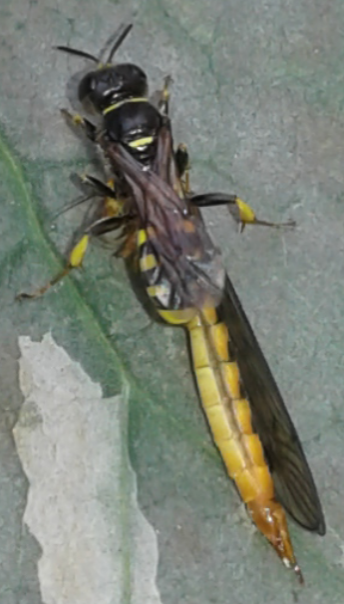 Crabronidae con preda (dittero Tipulidae): Ectemnius sp.